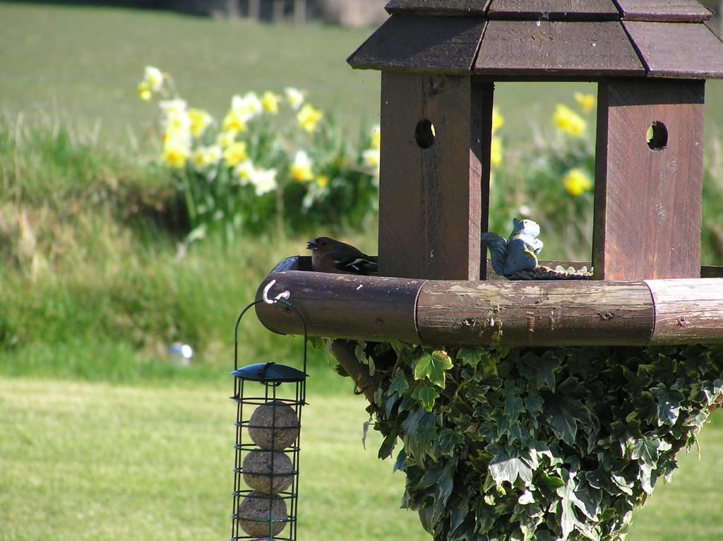 Greenfields Bed and Breakfast Clovelly Exteriör bild